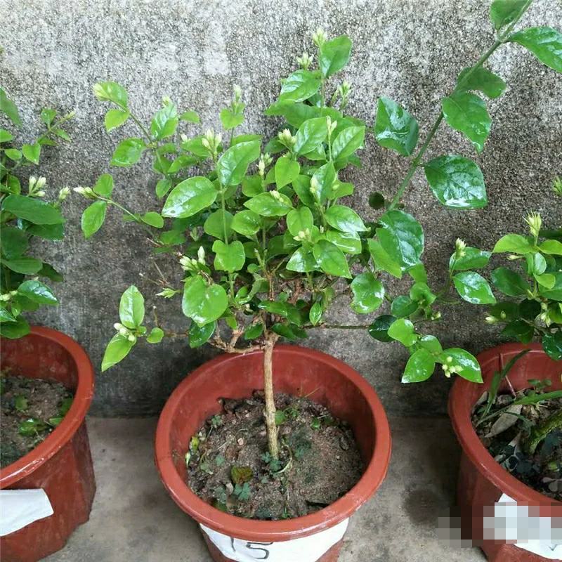 独杆茉莉盆栽棒棒茉莉香型花卉独杆室内庭院花卉绿植