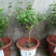 独杆茉莉盆栽棒棒茉莉香型花卉独杆室内庭院花卉绿植