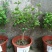 独杆茉莉盆栽棒棒茉莉香型花卉独杆室内庭院花卉绿植