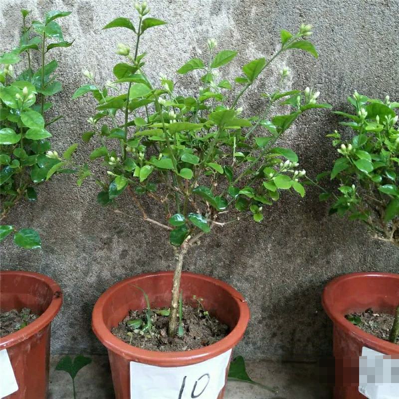 独杆茉莉盆栽棒棒茉莉香型花卉独杆室内庭院花卉绿植