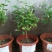 独杆茉莉盆栽棒棒茉莉香型花卉独杆室内庭院花卉绿植