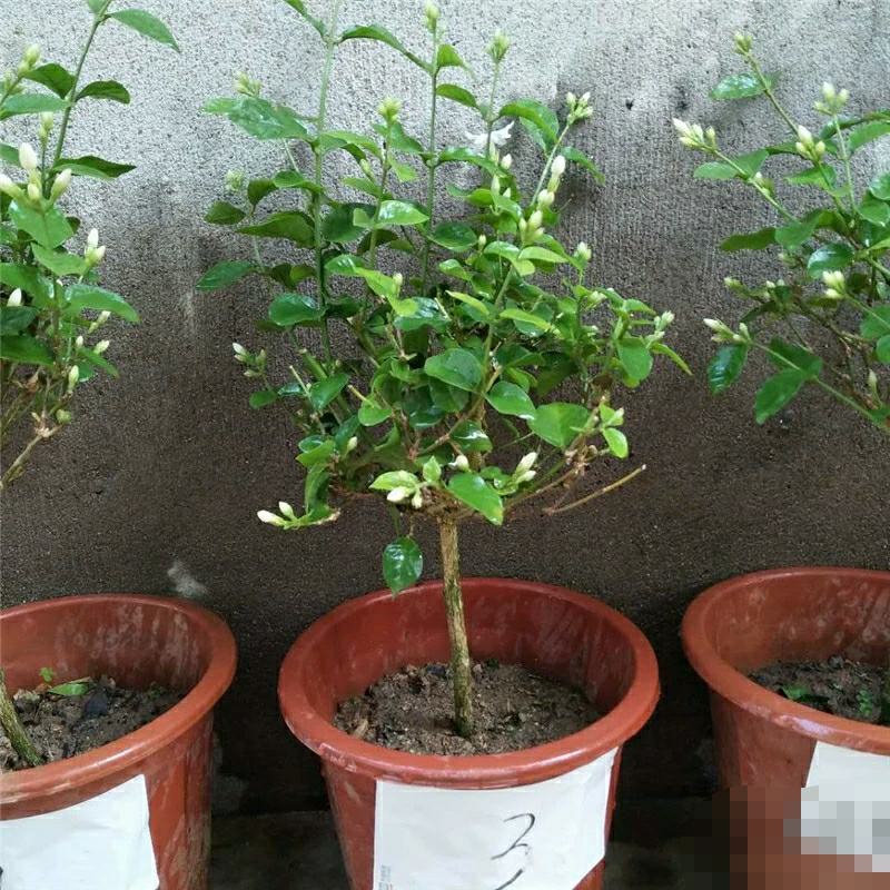 独杆茉莉盆栽棒棒茉莉香型花卉独杆室内庭院花卉绿植