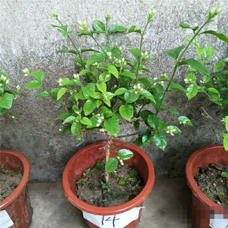 独杆茉莉盆栽棒棒茉莉香型花卉独杆室内庭院花卉绿植