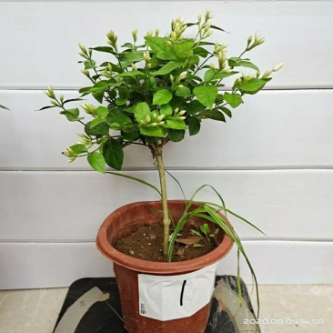 独杆茉莉盆栽棒棒茉莉香型花卉独杆室内庭院花卉绿植