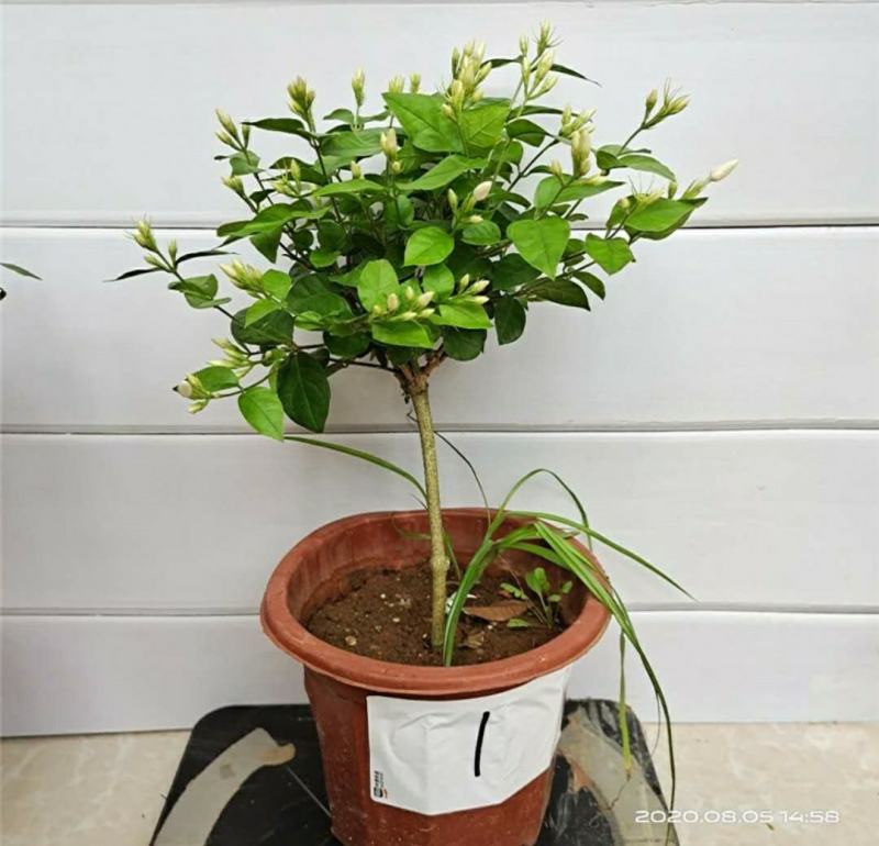 独杆茉莉盆栽棒棒茉莉香型花卉独杆室内庭院花卉绿植