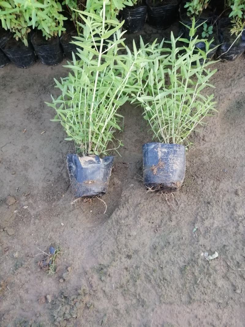 千屈菜地被营养杯苗多年生宿根花卉可以看货