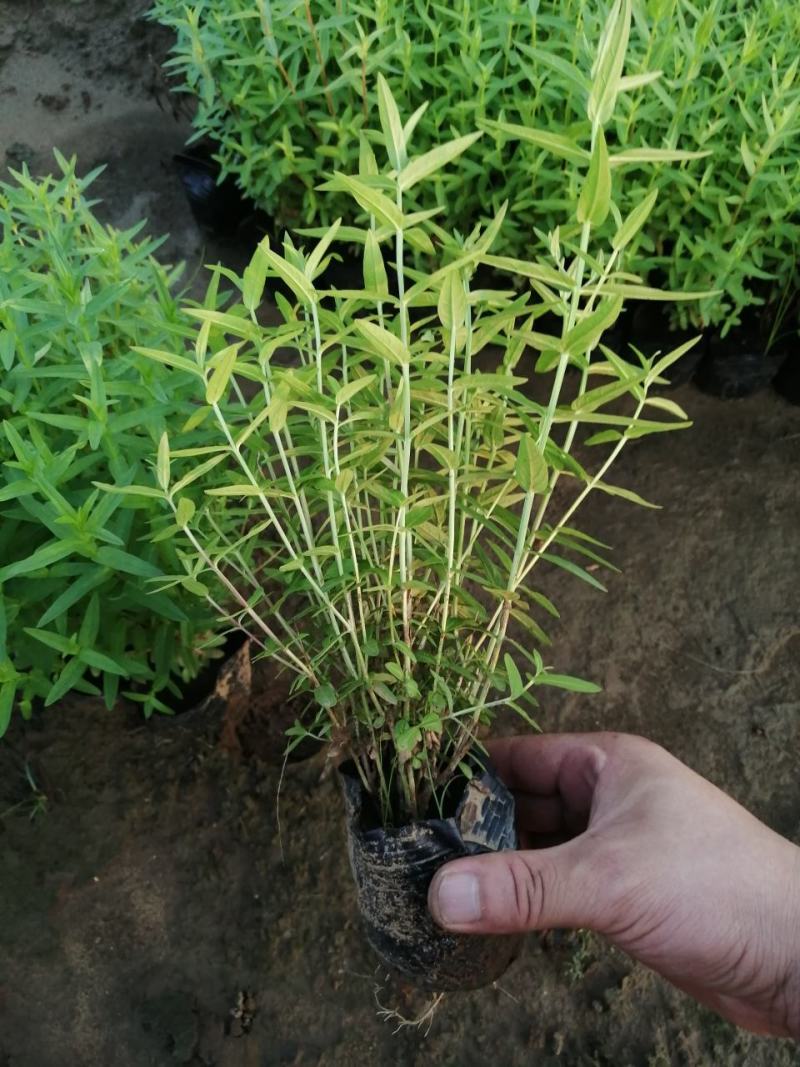 千屈菜地被营养杯苗多年生宿根花卉可以看货