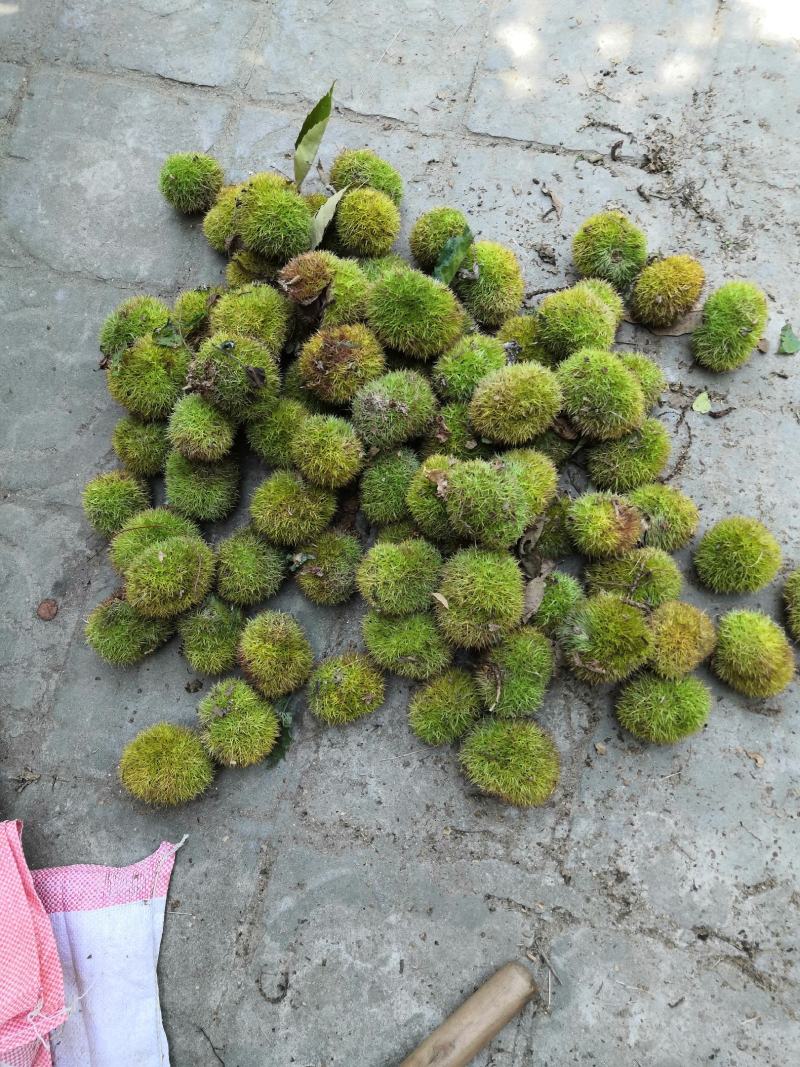 大别山老树刺球，香甜可口，品质有保证，支持一件代发