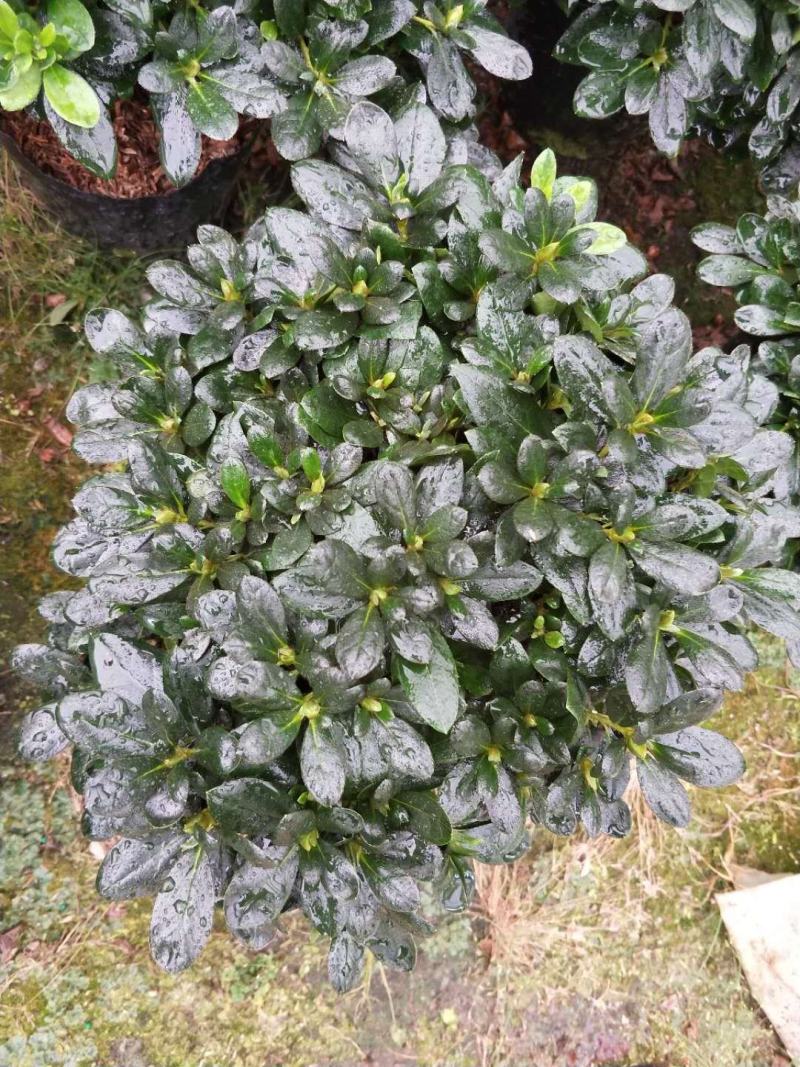 杜鹃花，西洋杜鹃，梅红，樱桃红，西玛。。