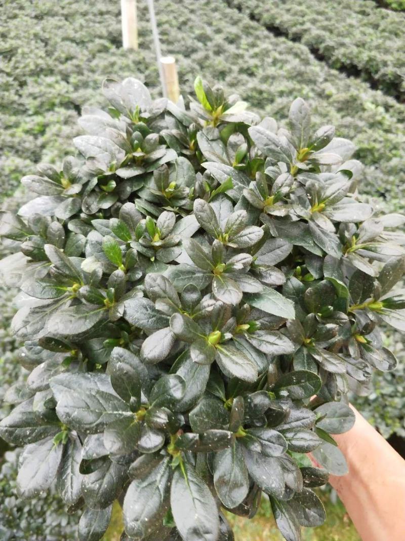 杜鹃花，西洋杜鹃，梅红，樱桃红，西玛。。