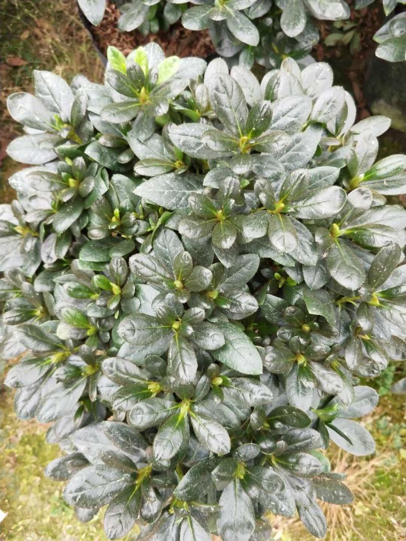 杜鹃花，西洋杜鹃，梅红，樱桃红，西玛。。