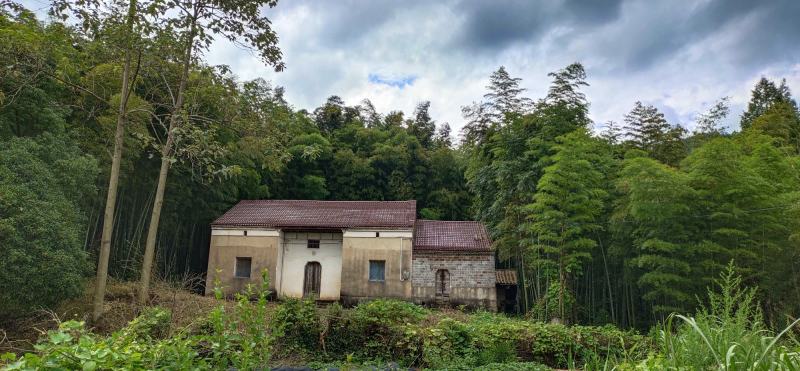 农家土蜂蜜高山野花百花蜂蜜假一赔十巢蜜包邮
