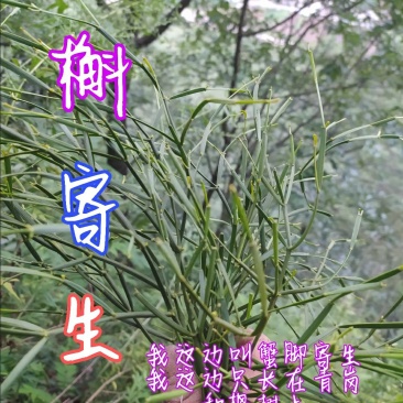 贵州毕节古夜郎大地野生中药材槲寄生野生现采现发