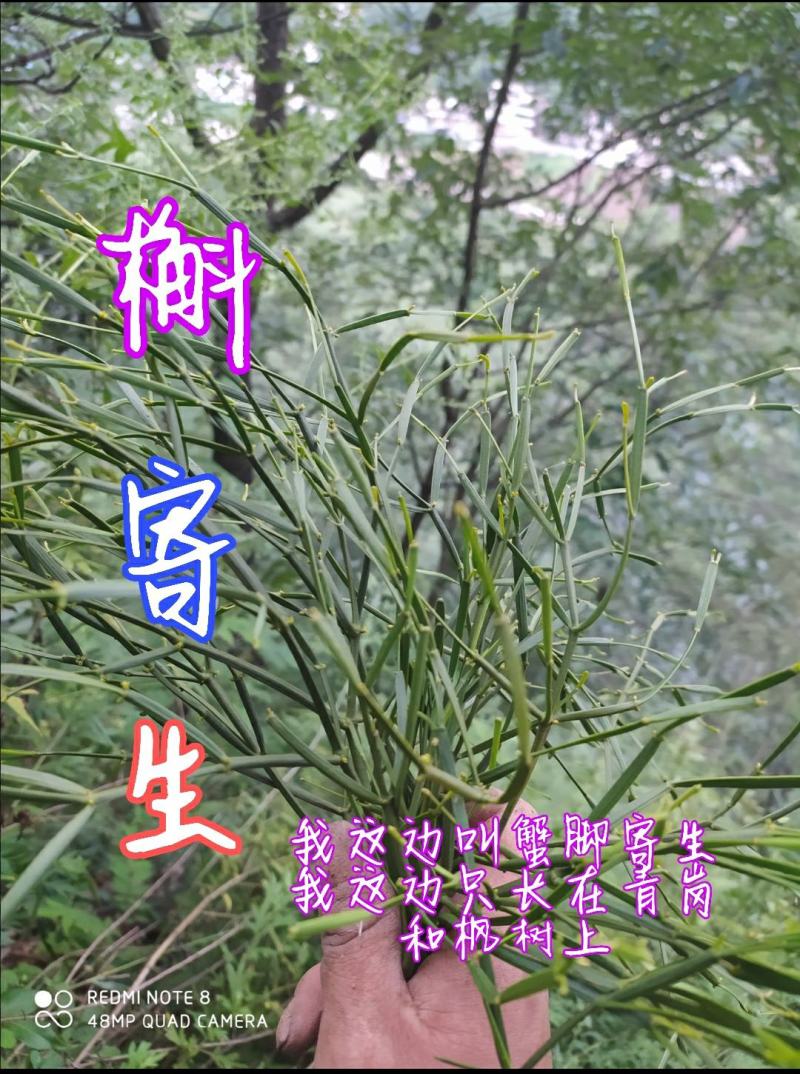贵州毕节古夜郎大地野生中药材槲寄生野生现采现发