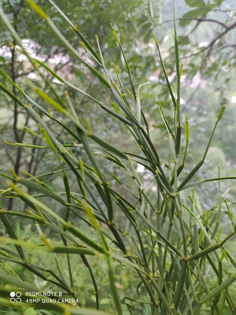 贵州毕节古夜郎大地野生中药材槲寄生野生现采现发