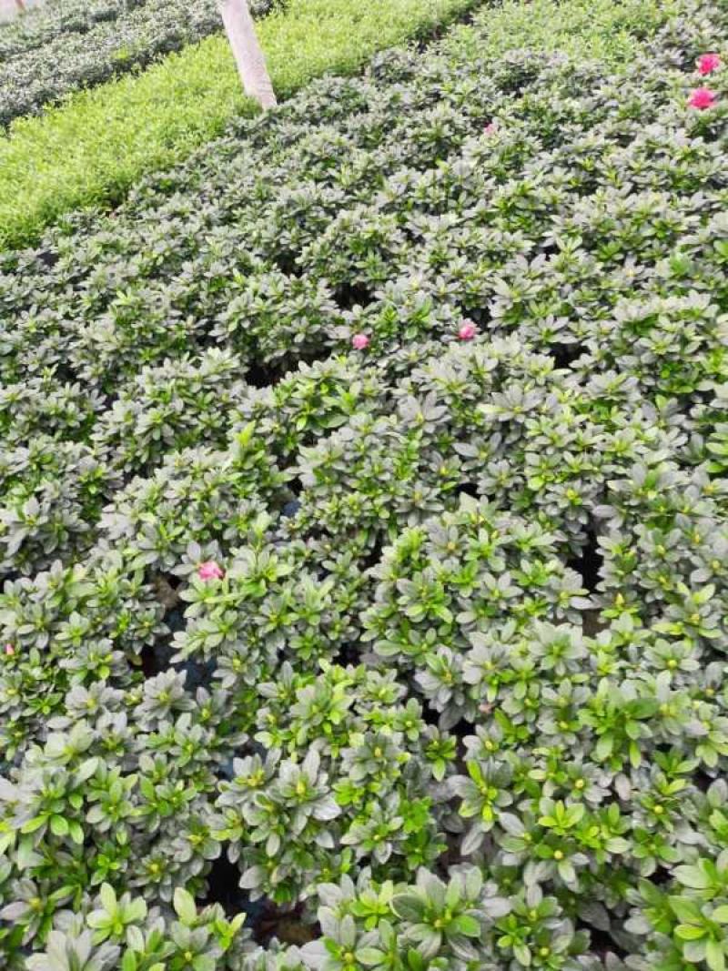 杜鹃花，西洋杜鹃，梅红，樱桃红，西玛。。