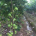 无花果树苗南北方种植盆栽地栽当年结果特大果