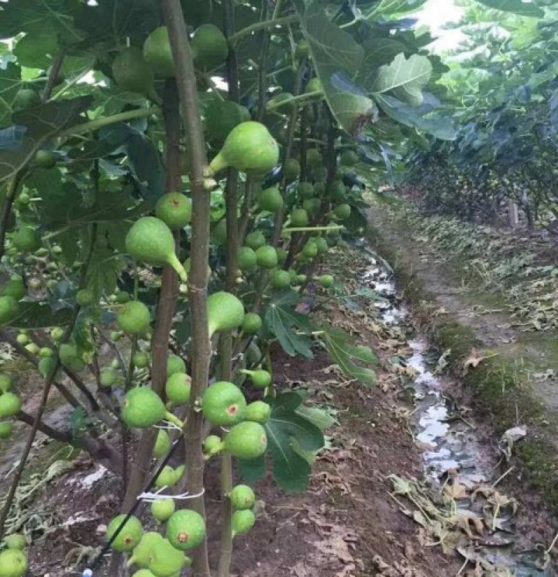 无花果树苗南北方种植盆栽地栽当年结果特大果