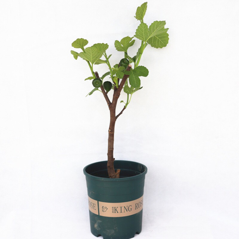 无花果树苗南北方种植盆栽地栽当年结果特大果