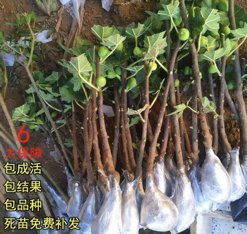 无花果树苗南北方种植盆栽地栽当年结果特大果