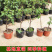 无花果树苗南北方种植盆栽地栽当年结果特大果