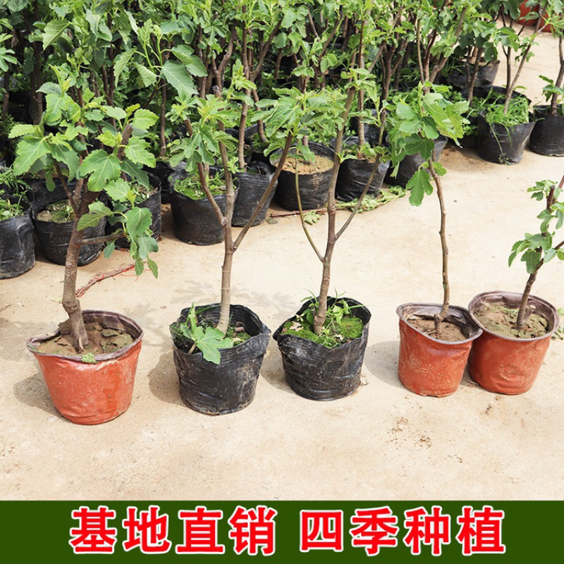 无花果树苗南北方种植盆栽地栽当年结果特大果