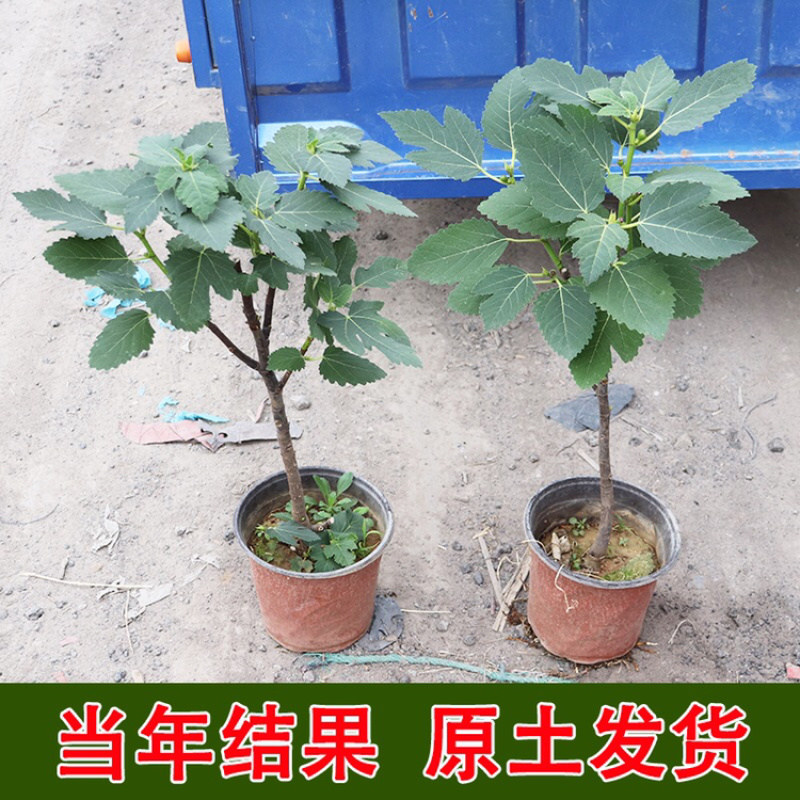 无花果树苗南北方种植盆栽地栽当年结果特大果