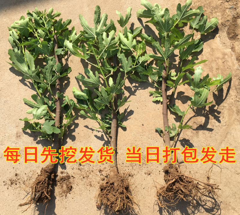 无花果树苗南北方种植盆栽地栽当年结果特大果