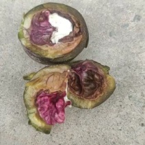 山西绛县的紫叶紫【核桃苗】品种纯正假一赔十