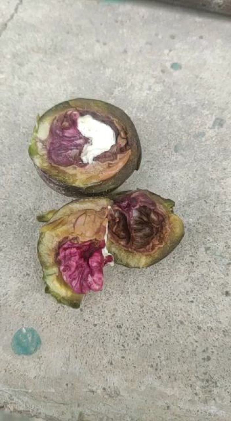 山西绛县的紫叶紫【核桃苗】品种纯正假一赔十