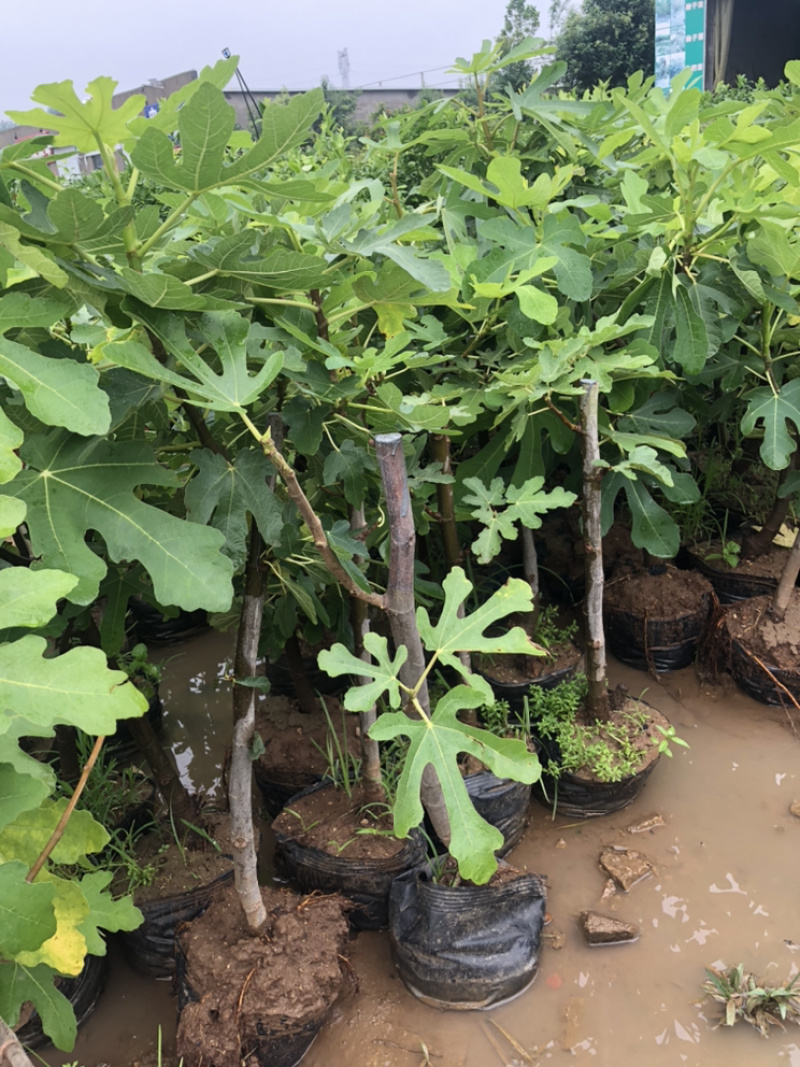无花果树苗南北方种植盆栽地栽当年结果特大果