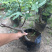 无花果树苗南北方种植盆栽地栽当年结果特大果
