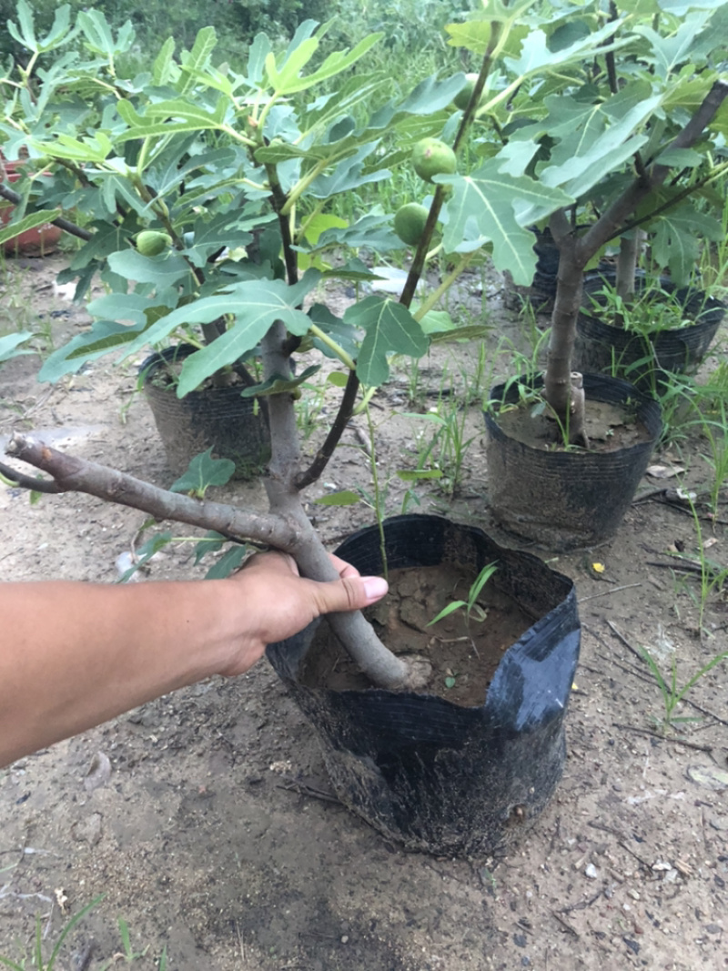 无花果树苗南北方种植盆栽地栽当年结果特大果