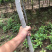 无花果树苗南北方种植盆栽地栽当年结果特大果