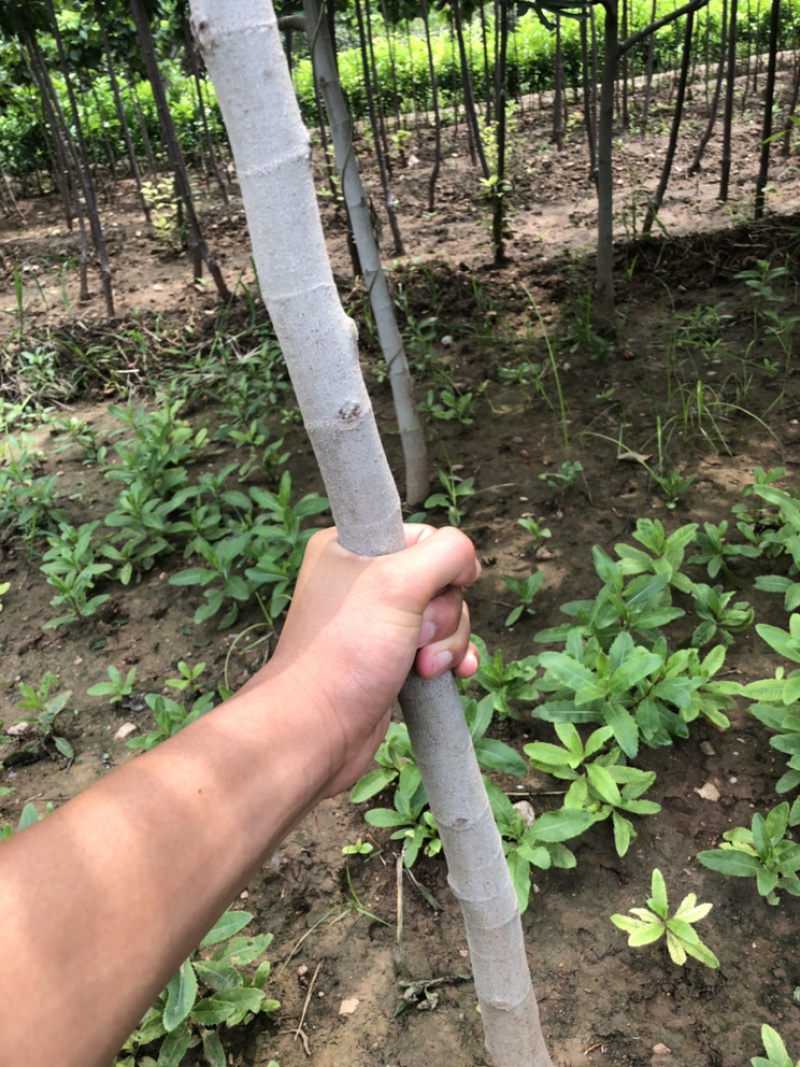 无花果树苗南北方种植盆栽地栽当年结果特大果