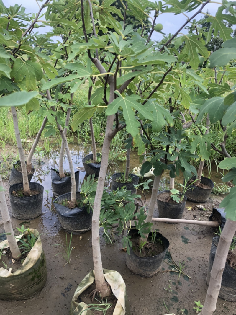 无花果树苗南北方种植盆栽地栽当年结果特大果