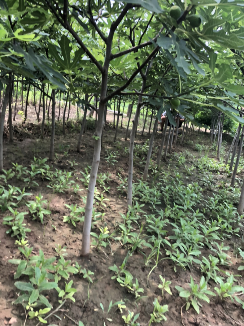 无花果树苗南北方种植盆栽地栽当年结果特大果