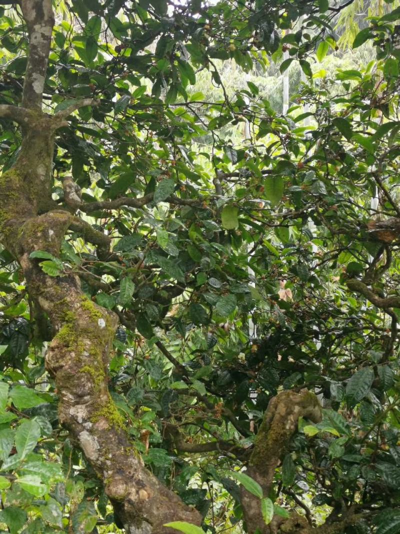 云南普洱茶古树茶单株。纯手工制作润滑口感香甜，耐泡。