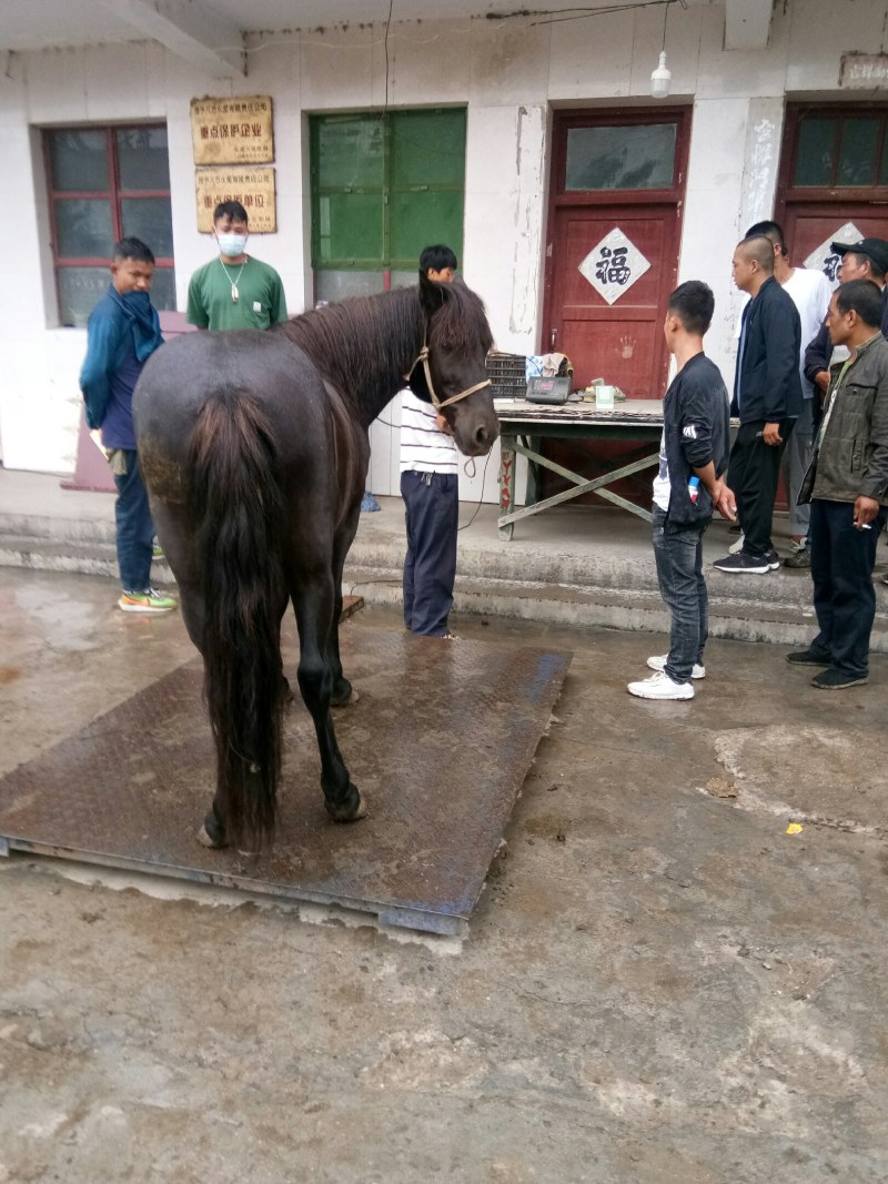 肉马，小马苗！半血马！养殖马！椅马！等/！