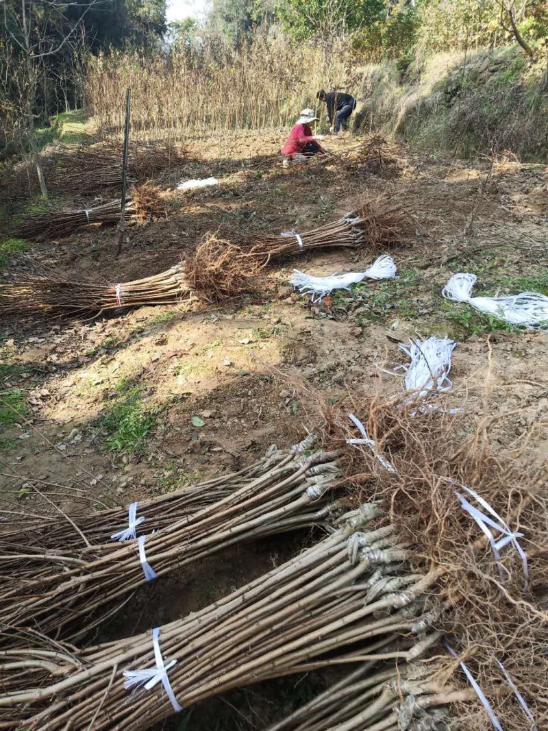 四川蜜糖嫁接李苗，果子甜度高，南北均可种植，全场包邮