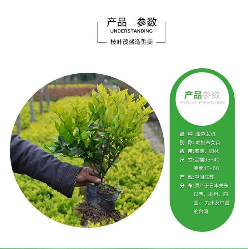 【大杯/小杯金森女贞】庭院园林别墅绿化苗木四季包邮