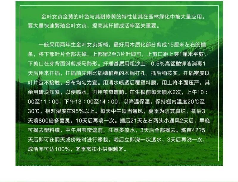 【大杯/小杯金森女贞】庭院园林别墅绿化苗木四季包邮