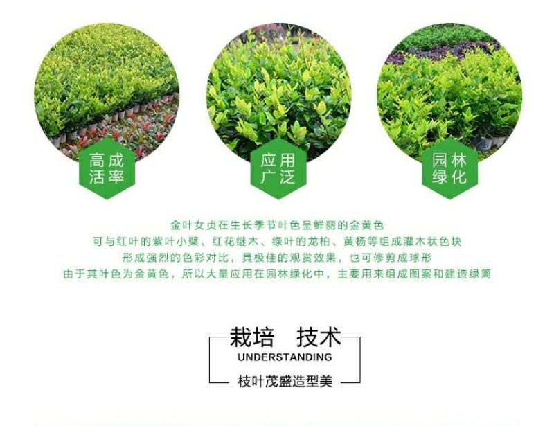 【大杯/小杯金森女贞】庭院园林别墅绿化苗木四季包邮