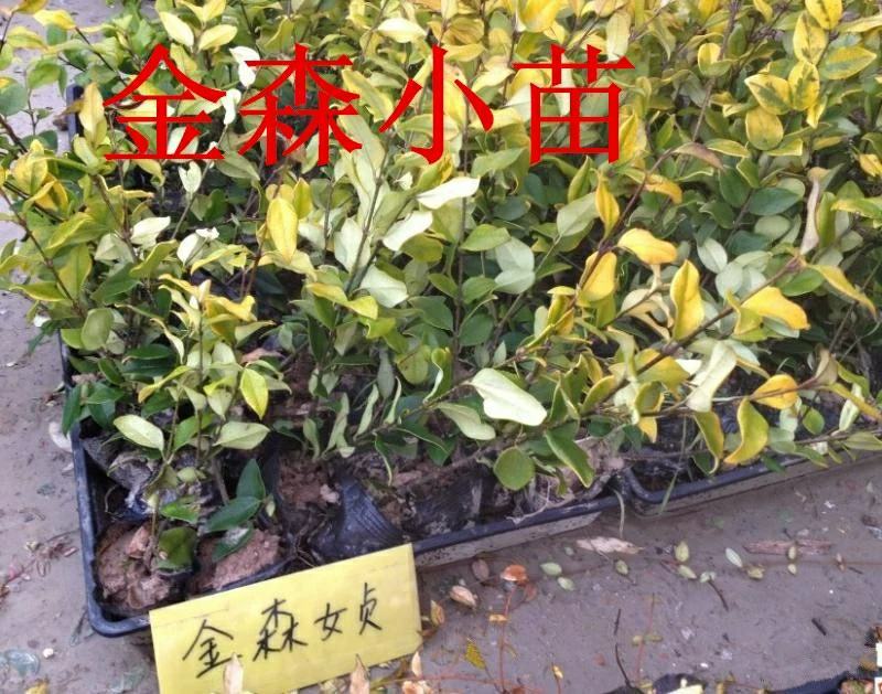 【大杯/小杯金森女贞】庭院园林别墅绿化苗木四季包邮