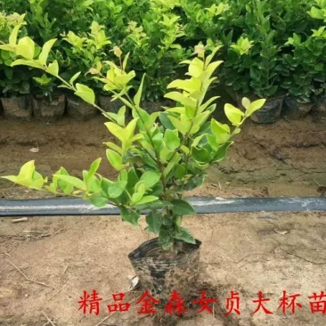 【大杯/小杯金森女贞】庭院园林别墅绿化苗木四季包邮
