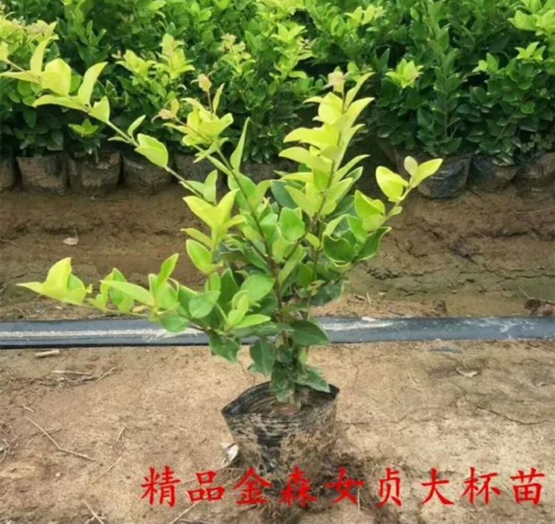 【大杯/小杯金森女贞】庭院园林别墅绿化苗木四季包邮