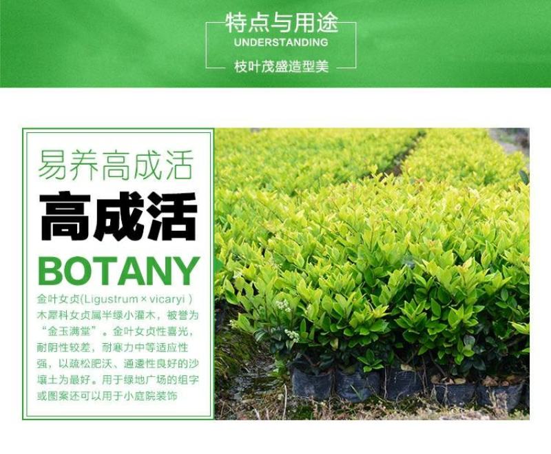 【大杯/小杯金森女贞】庭院园林别墅绿化苗木四季包邮