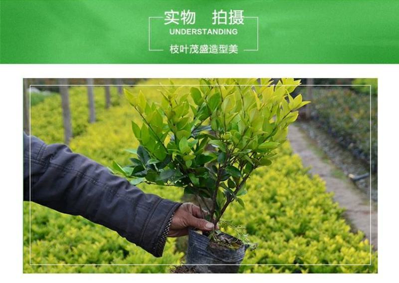 【大杯/小杯金森女贞】庭院园林别墅绿化苗木四季包邮