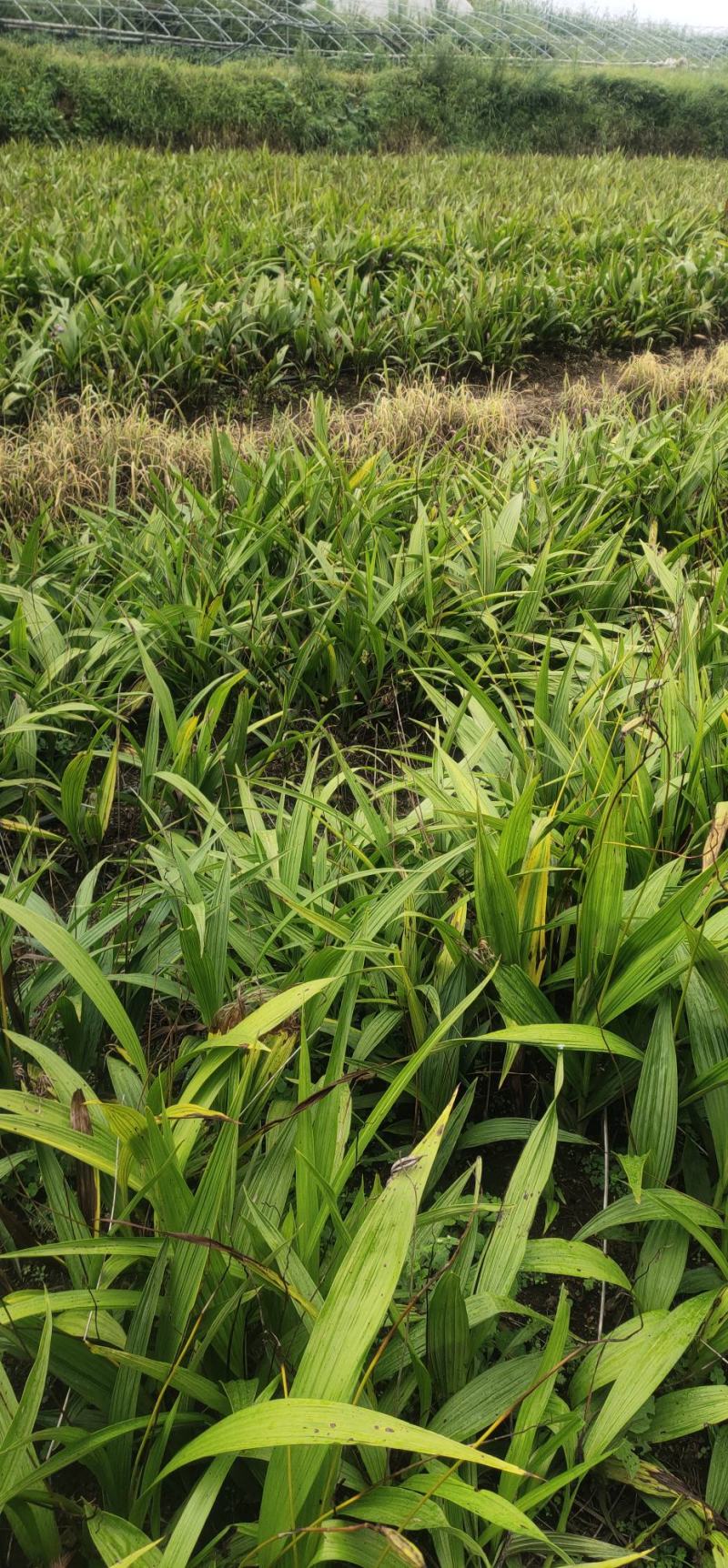 白芨成品鲜货基地直供