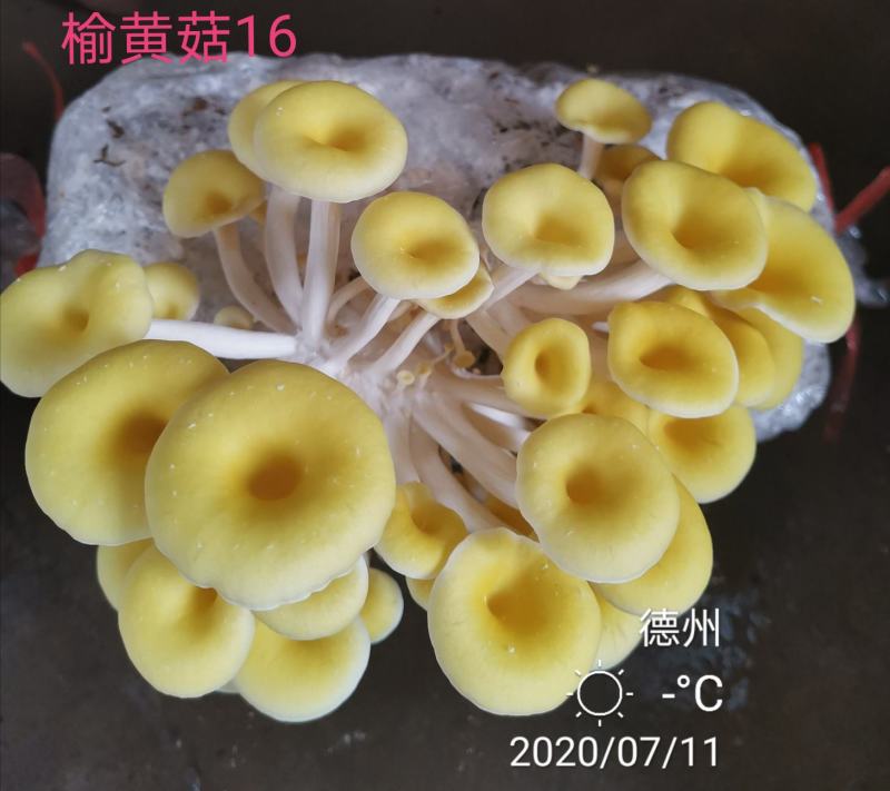 榆黄菇母种原种栽培种、菌包，栽培包成功